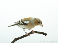 /album/vogels-van-jacques/huvaere-211-jpg/